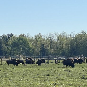 Maple Valley Bison Ranch in St. Helen, MIchigan