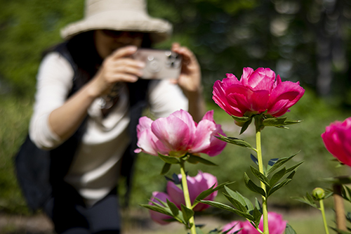 A photographer capturing a peony
